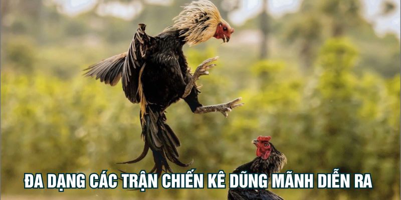 Đa dạng các trận chiến kê dũng mãnh diễn ra 