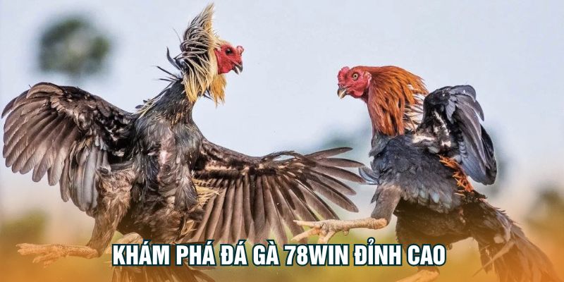 Khám phá đá gà 78Win đỉnh Cao 