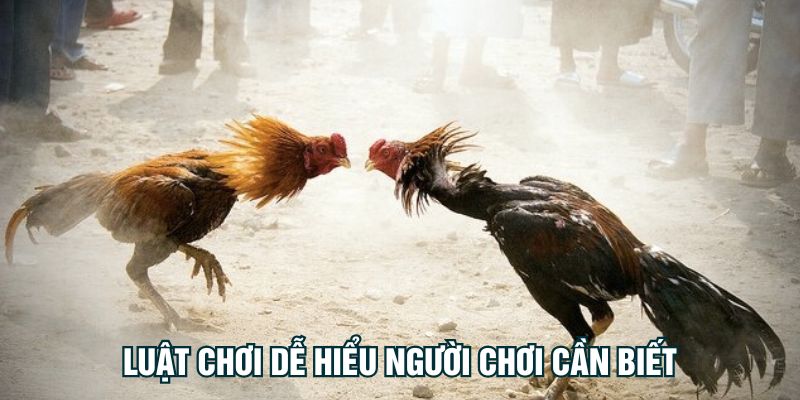 Luật chơi dễ hiểu người chơi cần biết