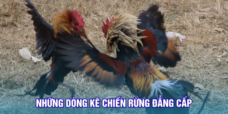 Những dòng kê chiến rừng đẳng cấp