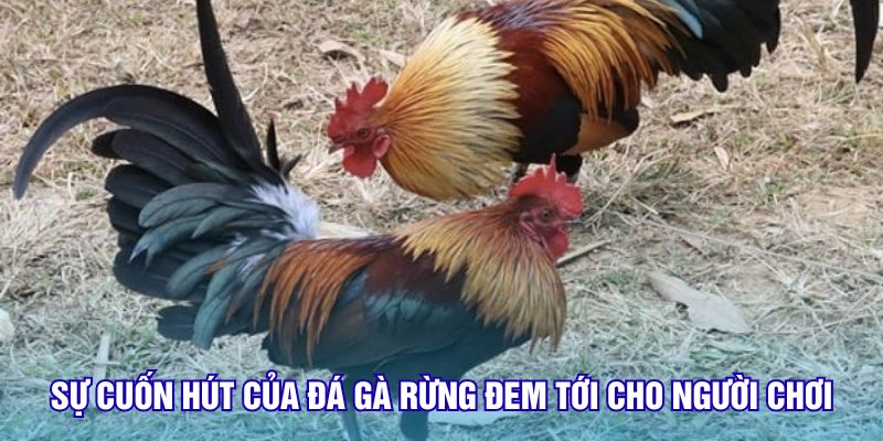 Sự cuốn hút của đá gà rừng đem tới cho người chơi