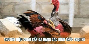 Thương hiệu cung cấp đa dạng các hình thức chọi kê