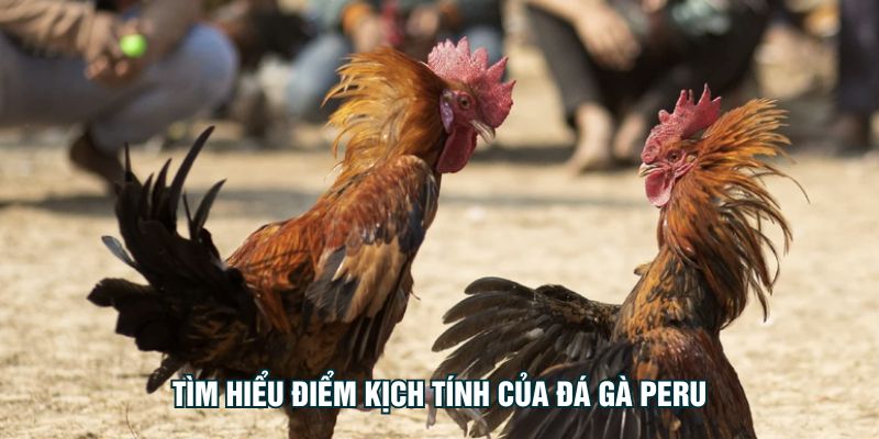 Tìm hiểu điểm kịch tính của đá gà peru